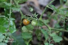 Lycopersicon esculentum